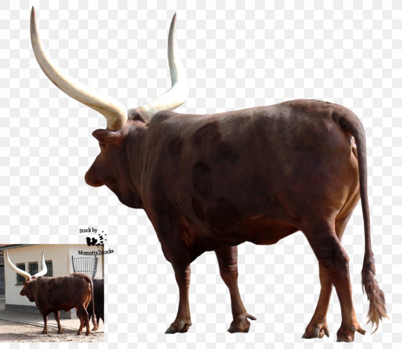Texas Longhorn Ankole-Watusi Zebu Ox Water Buffalo, PNG, 958x833px, Texas Longhorn, Animal, Ankolewatusi, Bull, Cattle Download Free