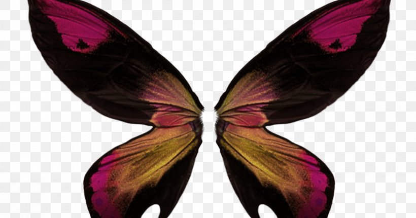 Butterfly Image Insect Wing, PNG, 1200x630px, Butterfly, Animation, Arthropod, Collage, Drawing Download Free