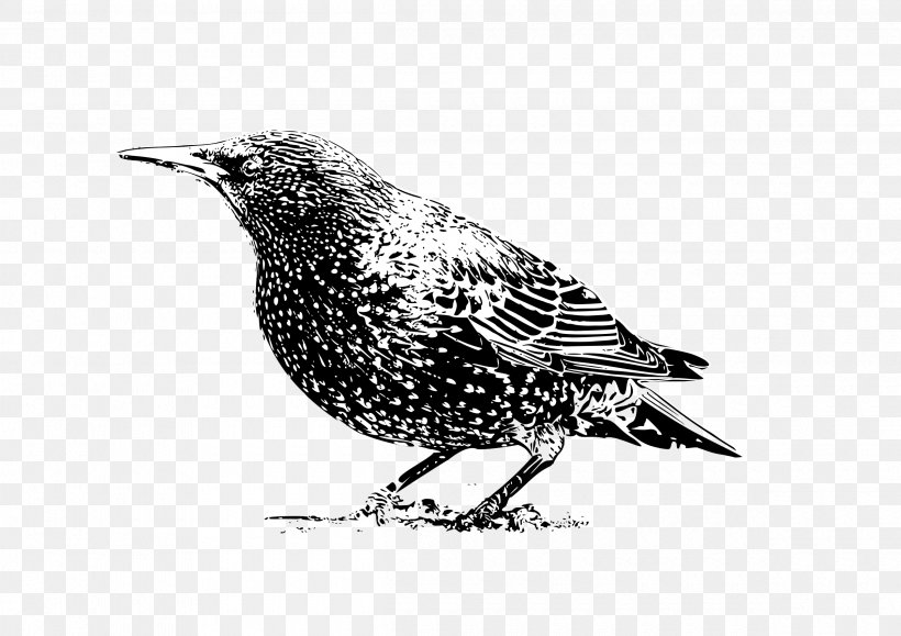 Common Starling Bird Crows Clip Art, PNG, 2400x1697px, Common Starling, Animal, Beak, Bird, Bird Flight Download Free