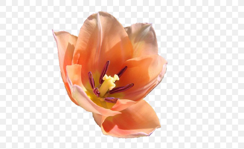 Flower Garden Tulip Gaia Online Petal, PNG, 500x502px, Flower, Basket, Blue, Cut Flowers, Flowering Plant Download Free