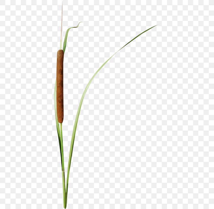 Grasses Herbaceous Plant Plant Stem Lawn, PNG, 408x800px, 2017, Grass, Advertising, February, Flower Download Free