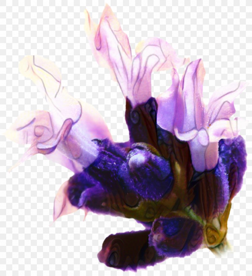 Lavender Flower, PNG, 1000x1096px, Hokkaido, Adlay, Carpenter Bee, Coix Lacrymajobi, Facial Download Free
