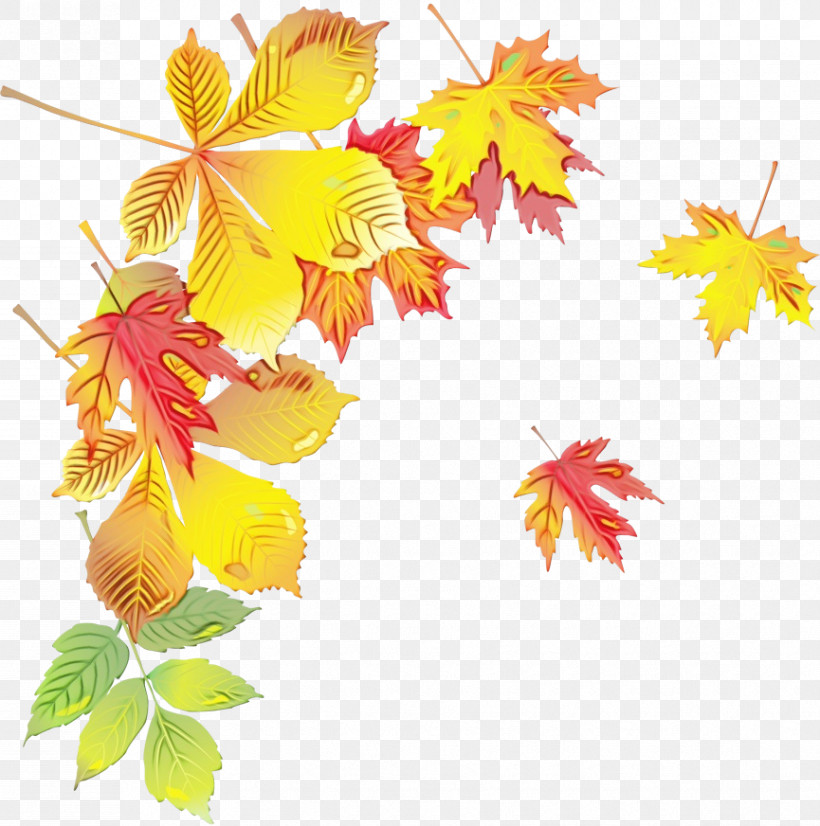 Maple Leaf, PNG, 865x872px, Watercolor, Branch, Flower, Leaf, Maple Download Free