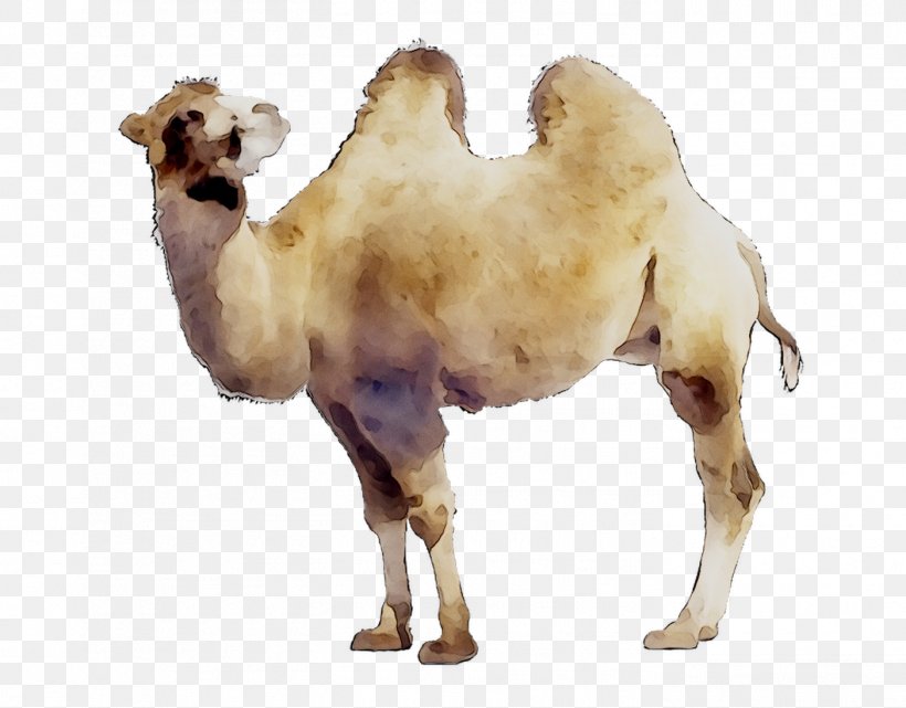 Dromedary School Hasbarah Education Israel, PNG, 1403x1098px, Dromedary, Arabian Camel, Bactrian Camel, Brazil, Camel Download Free
