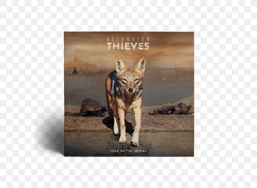 Attention Thieves The Year Of The Jackal Album If You're Not With Us, PNG, 600x600px, Attention Thieves, Album, Carnivoran, Cat Like Mammal, Culture Of Fear Download Free