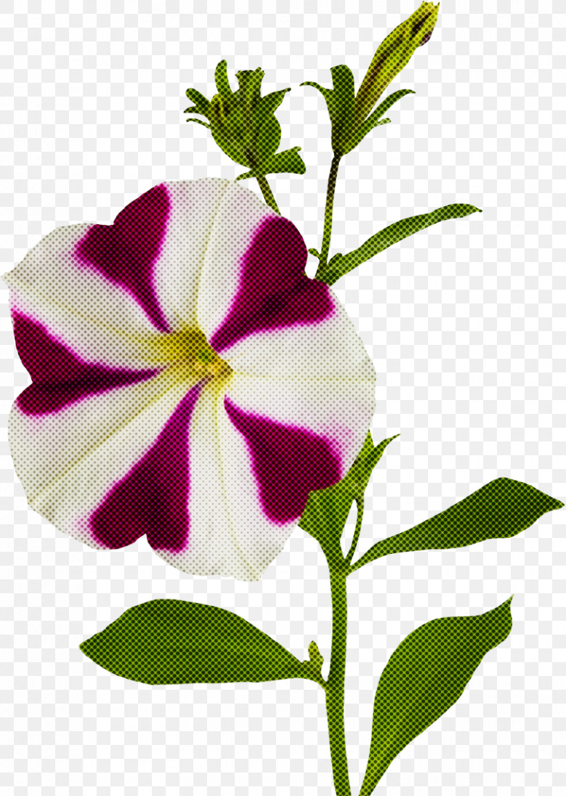 Flower Plant Petal Periwinkle Petunia, PNG, 852x1200px, Flower, Impatiens, Morning Glory, Periwinkle, Petal Download Free