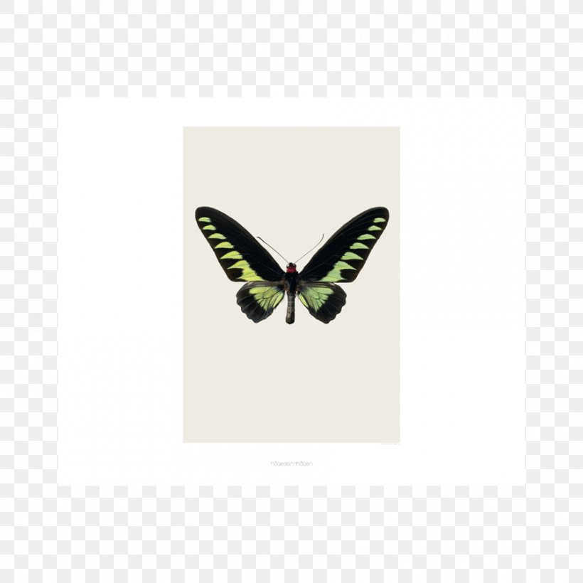 Rajah Brooke's Birdwing Butterflies Butterfly Scarce Morpho, PNG, 900x900px, Butterflies, Add, Birdwing, Butterflies And Moths, Butterfly Download Free