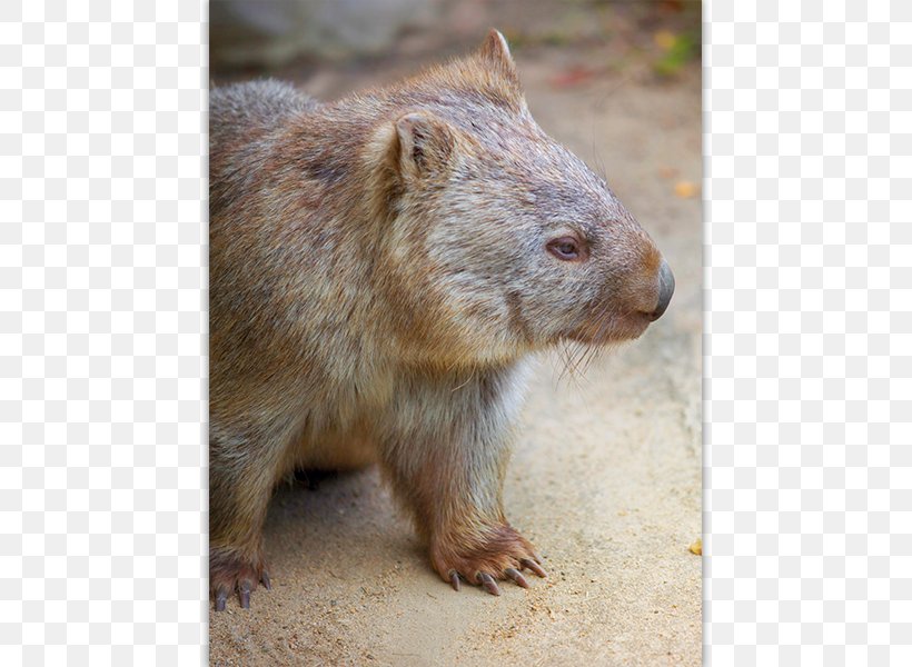 Australia Wombat Post Cards Postage Stamps Post Office, PNG, 800x600px, Australia, Australians, Beaver, Family, Fauna Download Free