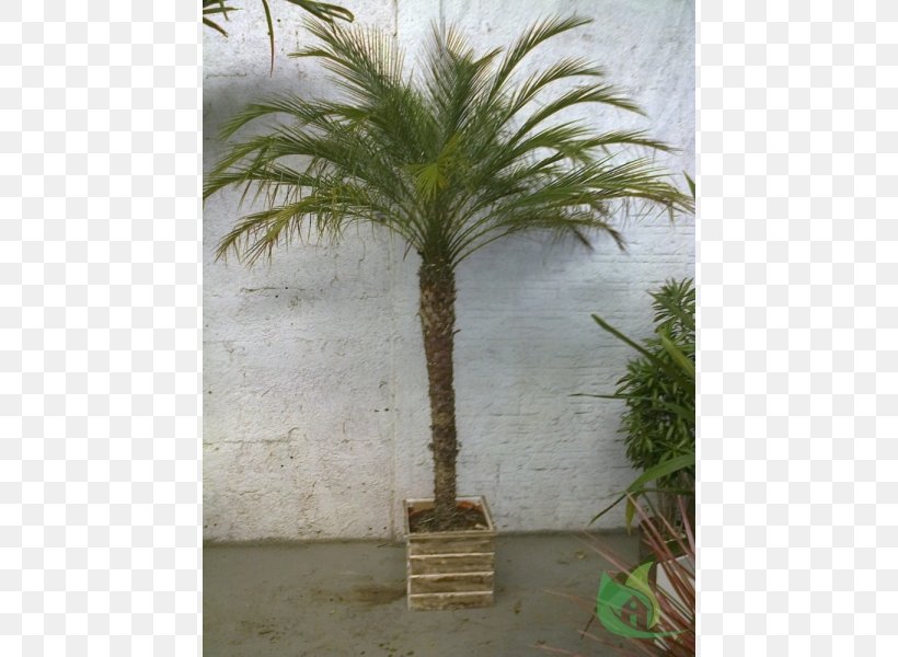 Date Palm Flowerpot, PNG, 600x600px, Date Palm, Arecales, Flowerpot, Palm Tree, Plant Download Free