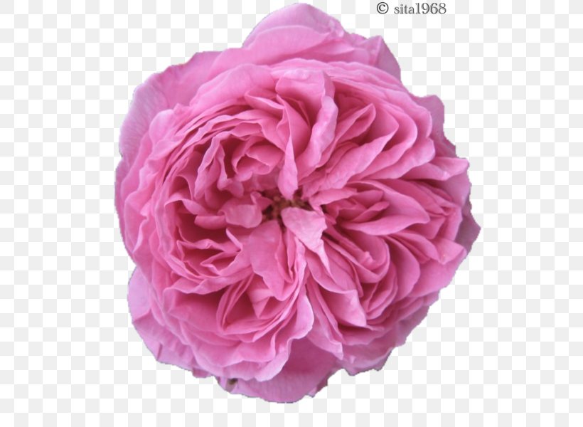 Garden Roses Stock Photography, PNG, 557x600px, Garden Roses, Artificial Flower, Cut Flowers, Depositphotos, Floribunda Download Free