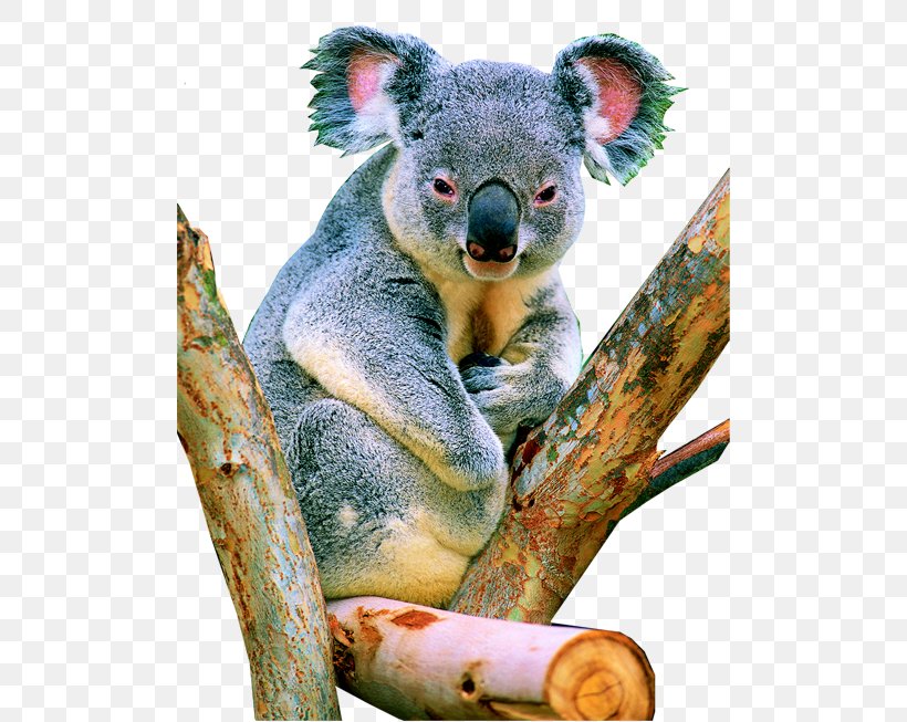 Koala Herbivore Tropical Rainforest, PNG, 500x653px, Koala, Animal, Endangered Species, Gum Trees, Herbivore Download Free