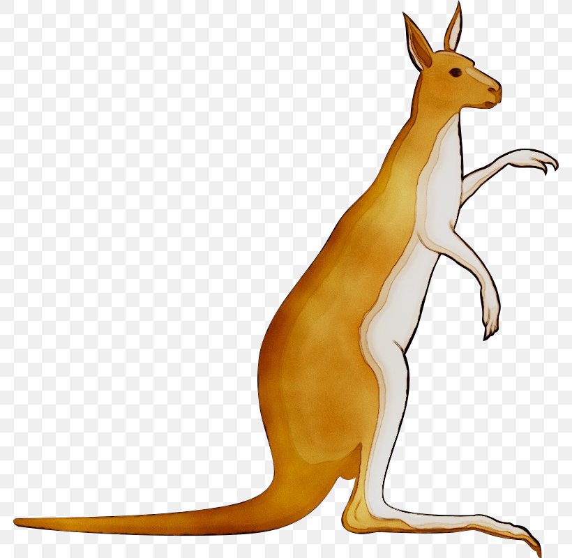 Macropods Kangaroo Vector Graphics Euclidean Vector Image, PNG, 782x800px, Macropods, Animal, Animal Figure, Description, Kangaroo Download Free
