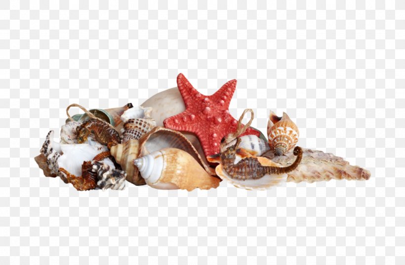 Seashell Beach Clip Art, PNG, 1024x672px, Seashell, Beach, Conch, Mollusc Shell, Net Download Free