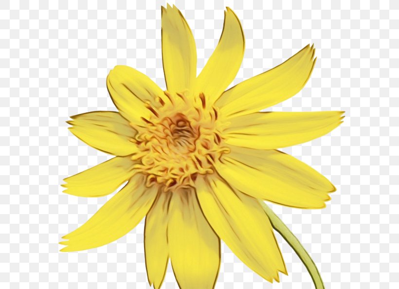 Sunflower, PNG, 600x594px, Watercolor, Closeup, Euryops Pectinatus, Flower, Jerusalem Artichoke Download Free