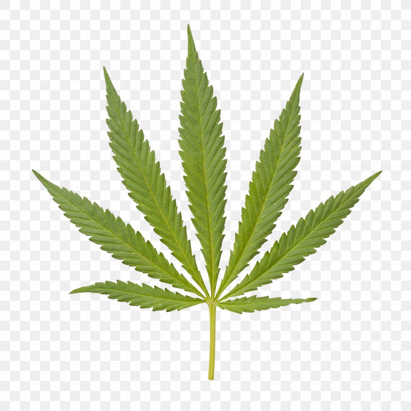 Medical Cannabis Hemp Tetrahydrocannabinol, PNG, 1024x1024px, Cannabis, Cannabis In California, Cannabis Smoking, Drug, Grass Download Free