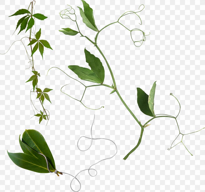 Clip Art, PNG, 4366x4093px, Twig, Branch, Drawing, Flora, Floral Design Download Free