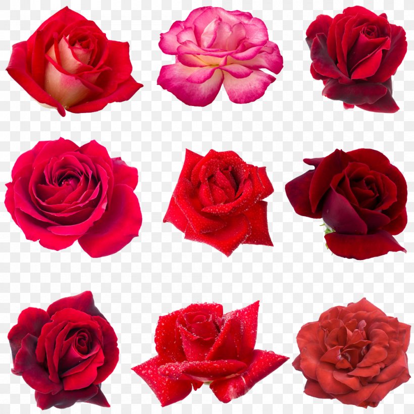 Collage Photography Royalty-free Drop Dew, PNG, 1000x1000px, Collage, Artificial Flower, Banco De Imagens, Cut Flowers, Dew Download Free