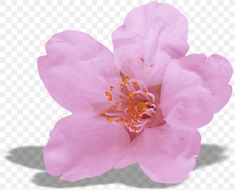 Flowers Floating, PNG, 860x696px, Common Hibiscus, Blossom, Camellia, Camellia Sasanqua, Cherry Blossom Download Free