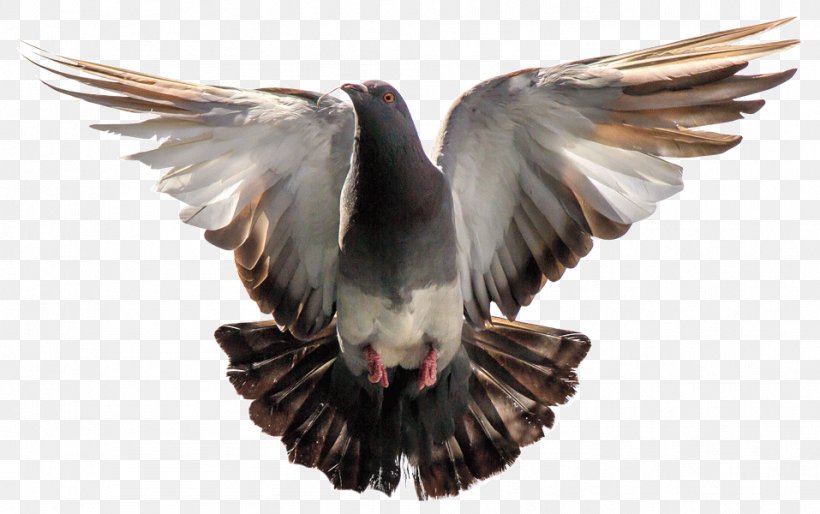 Homing Pigeon Oriental Roller Bird Image, PNG, 957x600px, Homing Pigeon, Beak, Bird, Bird Of Prey, Buzzard Download Free