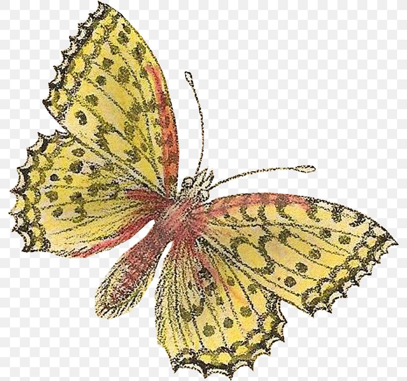 Monarch Butterfly Clouded Yellows Moth Insect, PNG, 789x768px, Monarch Butterfly, Argynnis, Arthropod, Boloria, Brushfooted Butterflies Download Free