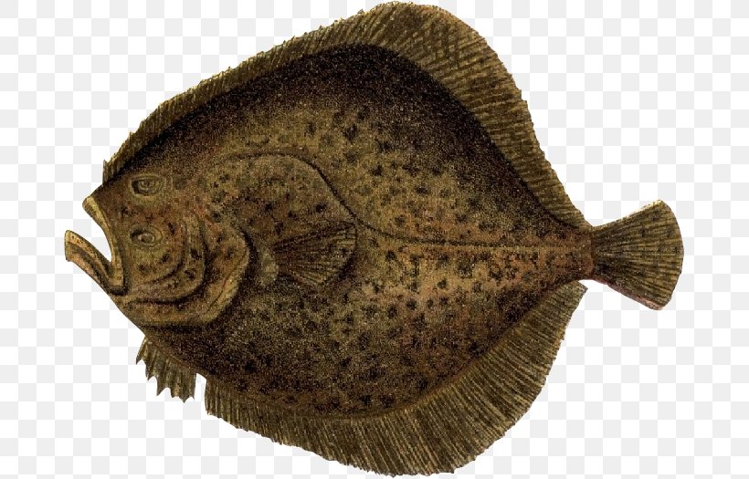 Flounder Fish Illustration, PNG, 679x525px, Flounder, Bony Fish, Designer, Drawing, Fish Download Free