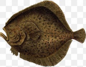 Peacock Flounder Fish Arctic Flounder Food, PNG, 640x396px, Flounder ...