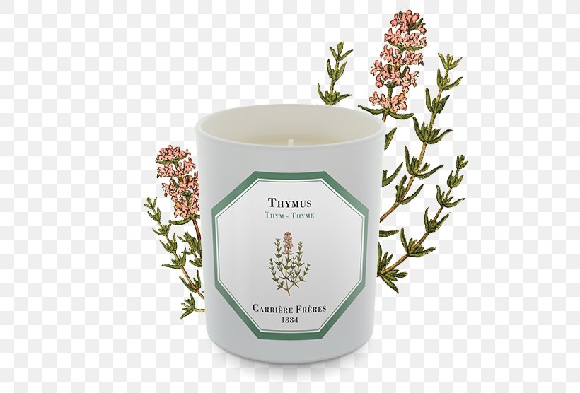 Tea Thyme Lamiaceae Herb Shrub, PNG, 556x556px, Tea, Byredo, Candle, Cup, Earl Grey Tea Download Free