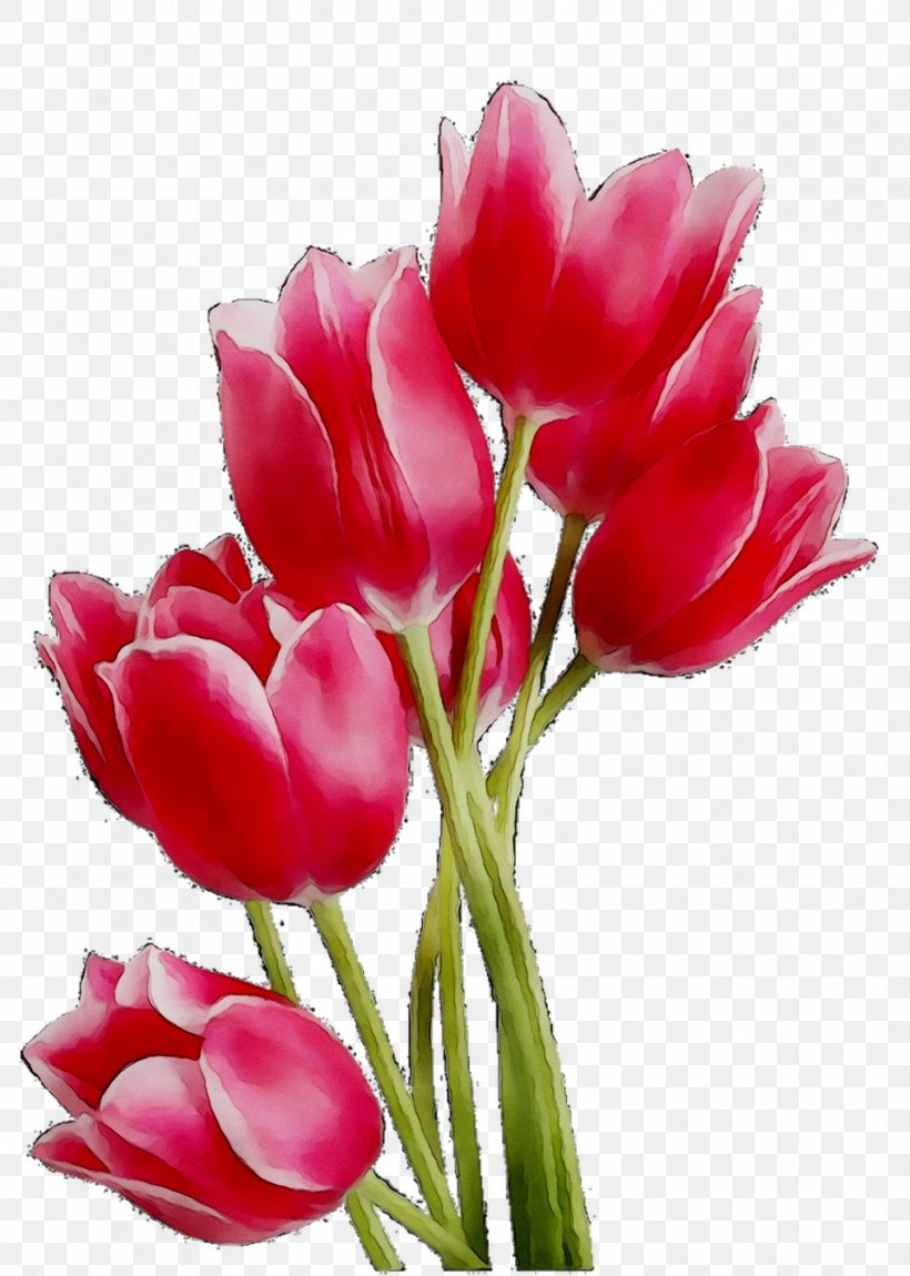Clip Art Tulip Image Desktop Wallpaper, PNG, 1016x1426px, Tulip, Artificial Flower, Botany, Bud, Cut Flowers Download Free