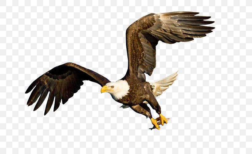 Bald Eagle Bird White-tailed Eagle Golden Eagle, PNG, 800x500px, Bald Eagle, Accipitriformes, Beak, Bird, Bird Of Prey Download Free