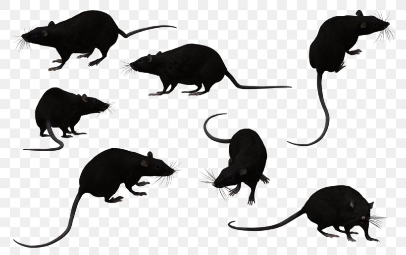Black Rat Animal Clip Art, PNG, 1024x645px, Black Rat, Animal, Black And White, Carnivoran, Cat Like Mammal Download Free