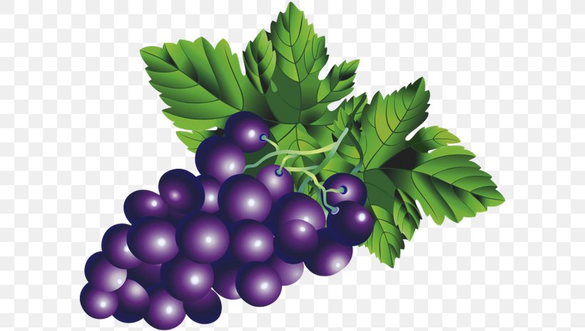 Common Grape Vine Berry, PNG, 600x465px, Common Grape Vine, Berry, Bilberry, Cherry, Flat Design Download Free