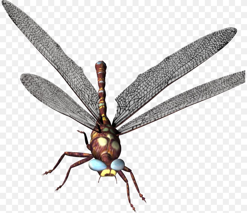 Dragonfly Clip Art, PNG, 809x707px, Dragonfly, Arthropod, Dragonflies And Damseflies, Fly, Insect Download Free