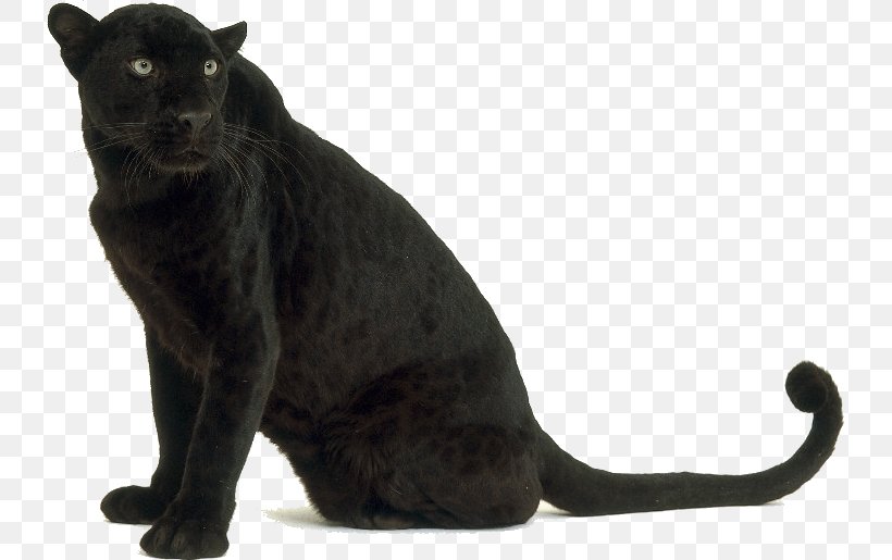 Leopard Black Panther Tiger Jaguar Bengal Cat, PNG, 733x515px, Leopard, Animal, Bengal Cat, Big Cat, Big Cats Download Free