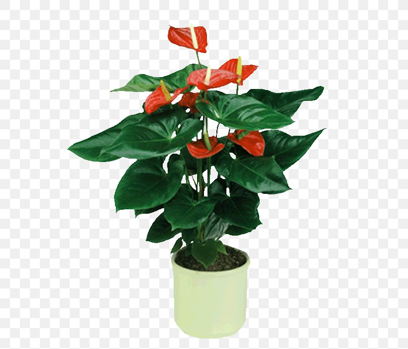 Painter's-palette Houseplant Flower Plants Chinese Evergreens, PNG, 600x702px, Painterspalette, Blossom, Bog Arum, Branch, Chinese Evergreens Download Free