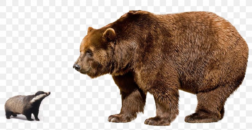 Polar Bear Himalayan Brown Bear Grizzly Bear Eurasian Brown Bear Kodiak Bear, PNG, 1600x828px, Polar Bear, Animal, Bear, Bears, Bengal Tiger Download Free