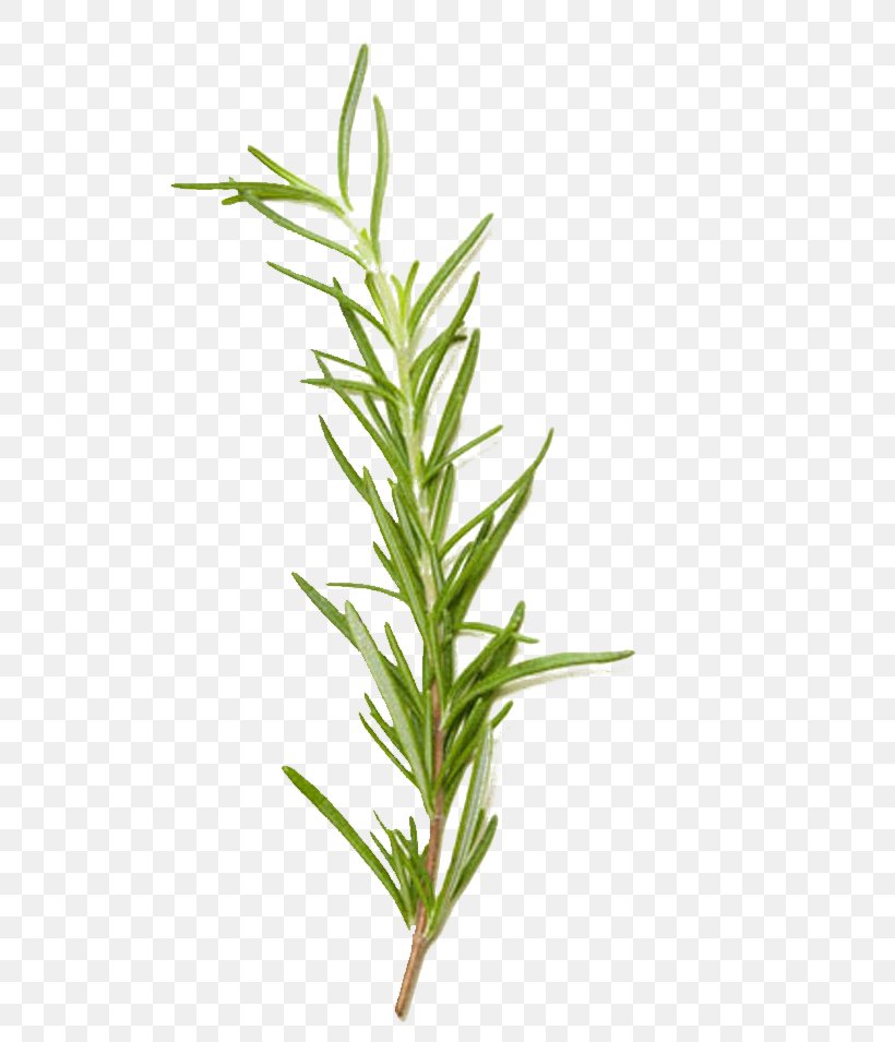 Rosemary Herb Rosmarinic Acid Extract, PNG, 750x955px, Rosemary, Basil, Common Sage, Drinking, Extract Download Free
