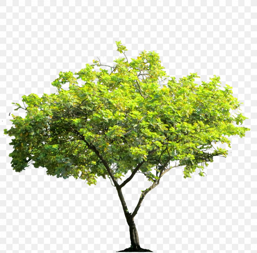 Tree Desktop Wallpaper Arecaceae, PNG, 1044x1030px, Tree, Arecaceae, Branch, Cottonwood, Evergreen Download Free