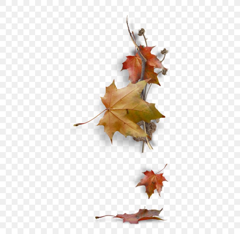 Maple Leaf Autumn Leaf Color Image, PNG, 340x800px, Leaf, Autumn, Autumn Leaf Color, Deciduous, Drawing Download Free