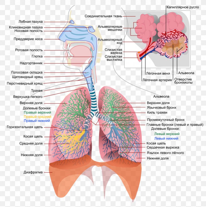 Respiratory System Respiratory Tract Respiration Lung Human Body, PNG, 1020x1024px, Watercolor, Cartoon, Flower, Frame, Heart Download Free