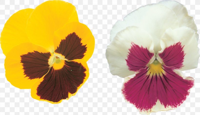 Pansy Rights Managed Violet Stock Photography, PNG, 2190x1262px, Pansy, Digital Image, Flower, Flowering Plant, Google Images Download Free