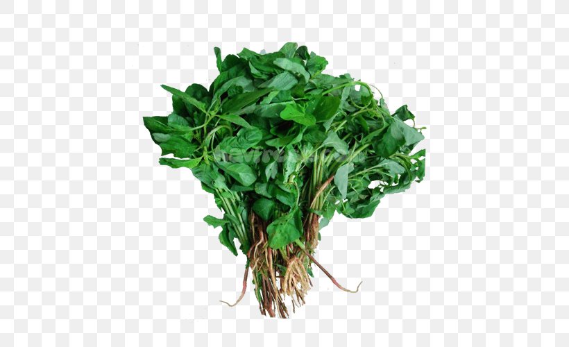 Watercress Parsley Leaf Vegetable Spinach, PNG, 500x500px, Watercress, Amaranth, Amaranthus Dubius, Amaranthus Tricolor, Chard Download Free