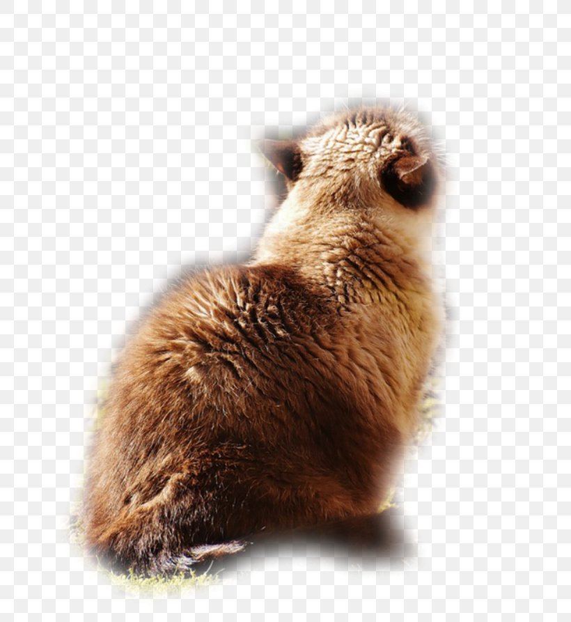 Whiskers Prairie Dog Beaver Marmot Fur, PNG, 800x893px, Whiskers, Beaver, Carnivoran, Fauna, Fur Download Free