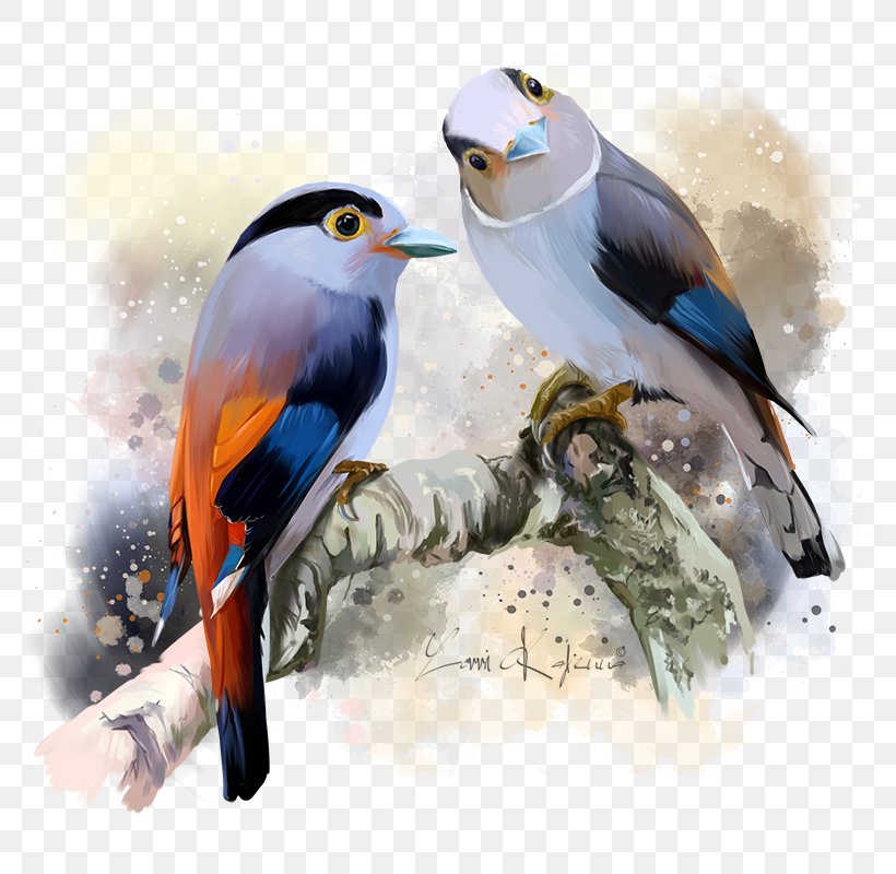 Bird Silver-breasted Broadbill Stock Photography Illustration, PNG, 800x800px, Bird, Art, Beak, Broadbill, Fauna Download Free