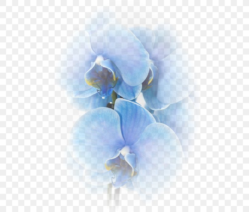 Moth Orchids Blue Flower Color, PNG, 500x700px, Orchids, Blossom, Blue, Blue Rose, Caudiciform Plants Download Free