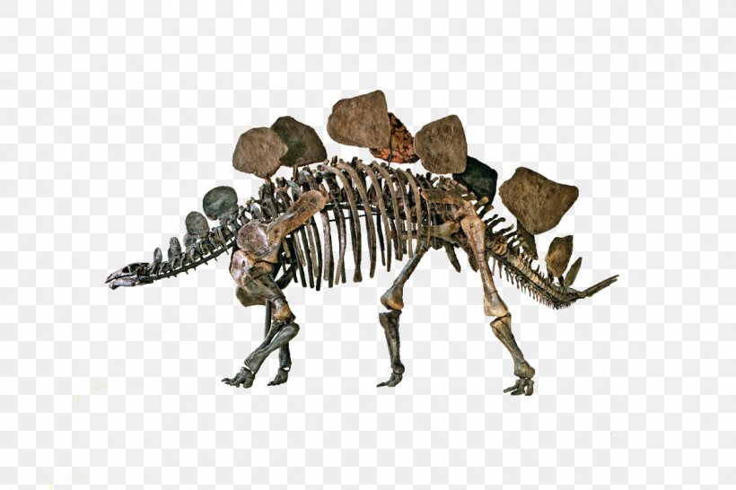 Natural History Museum Of Los Angeles County Stegosaurus Dinosaur La Brea Tar Pits Ankylosaurus, PNG, 1200x800px, Stegosaurus, Animal Figure, Ankylosaurus, Dinosaur, Geology Download Free