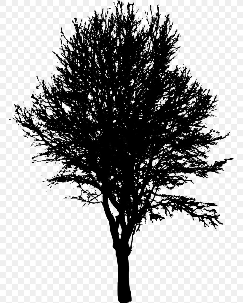 Transparency Vector Graphics Silhouette Clip Art, PNG, 757x1024px, Silhouette, American Larch, Branch, Drawing, Grass Download Free
