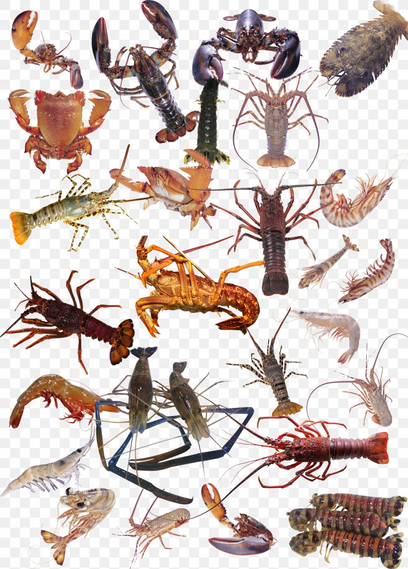 Seafood Crab Shrimp Palinurus Elephas, PNG, 1620x2259px, Seafood, Animal Source Foods, Arthropod, Cartoon, Crab Download Free
