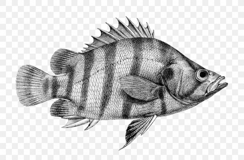 Siamese Tigerfish Perciformes Datnioides Polota, PNG, 906x594px, Fish, Actinopterygii, Anguillidae, Badis Badis, Black And White Download Free