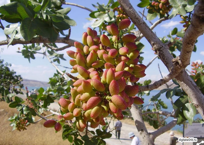 Cashew Tree Nut Food Fruit, PNG, 1396x994px, Cashew, Avocado, Bark, Cinnamon, Cocoa Bean Download Free