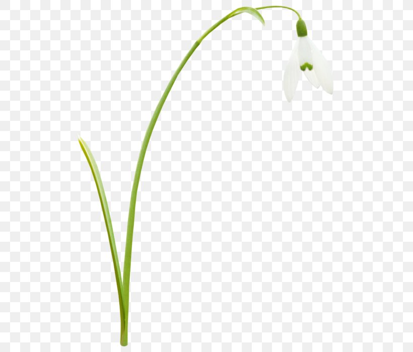 Grasses Leaf Plant Stem Petal, PNG, 578x699px, Grasses, Family, Flora, Flower, Flowering Plant Download Free
